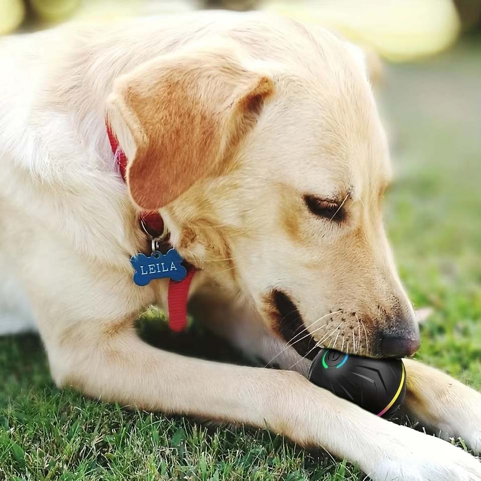كرات ألعاب ذكية تفاعلية للكلاب - مراجعة Automatic Moving Dog Ball وسعره