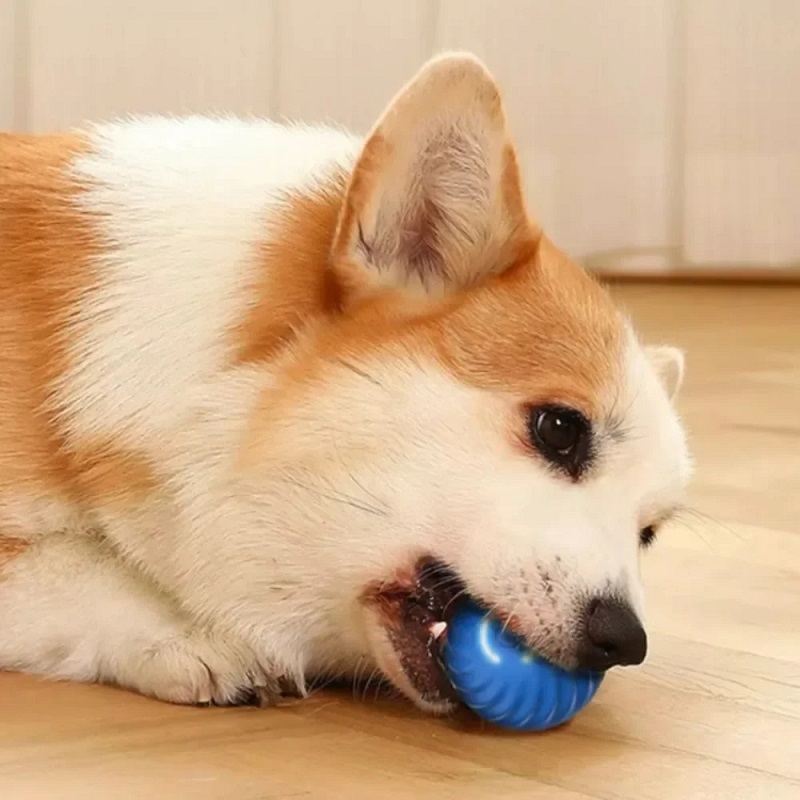 كرة لعبة للكلاب تتحرك تلقائيًا - مراجعة Suction Cup Dog Tug Toy وسعره