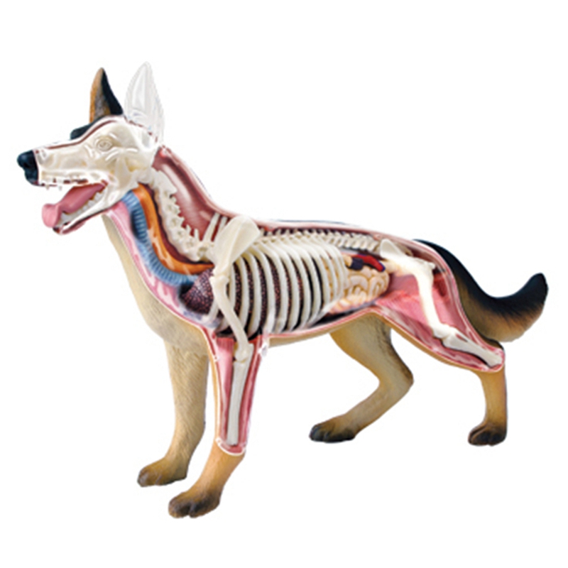 نموذج تشريح أعضاء الحيوانات رب - مراجعة Dog Toys وسعره