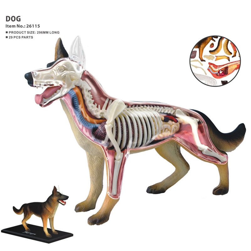 نموذج تشريح أعضاء الحيوانات رب - مراجعة Dog Toys وسعره