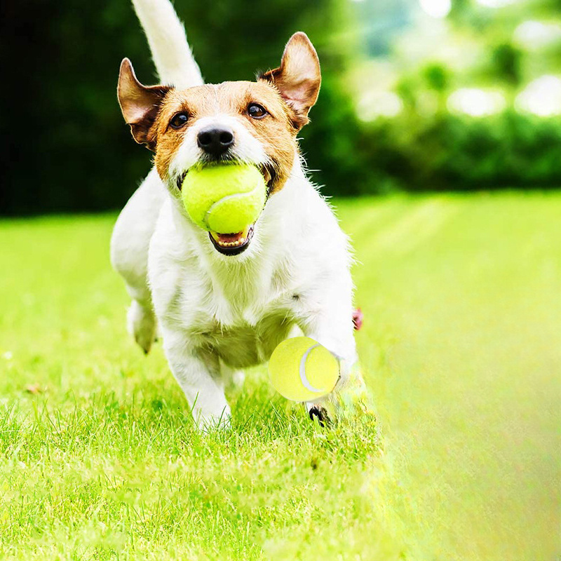 لعبة تنس تفاعلية مخططة من المط - مراجعة Interactive Squeaky Plush Dog Toy وسعره