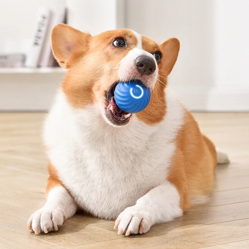 ألعاب الكلاب كرة القفز الجاذبي - مراجعة Suction Cup Dog Tug Toy وسعره